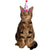 Birthday Girl Cat Hat